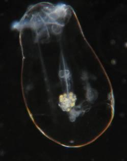 Brachionus falcatus