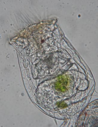 Rotifera Προβλήματα στην αναγνώριση λόγω