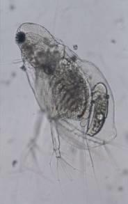 Cladocera ψύλλοι του νερού water