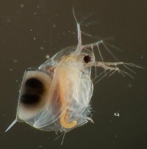 edu/mcnau1as/zooplankton %20web/Moina%20micrura/Moina%20micrura.htm Daphnia with ephippium. Source: http://www.photomacrography.net/forum/vi ewtopic.php?t=21079&sid=6a7dea20e135e38 b45c665903cede245.