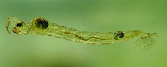 Chaoborus larva of unknown species from Wageningen,
