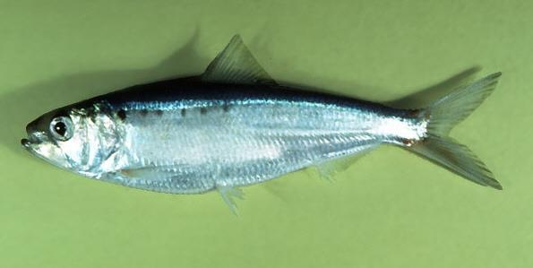 org/wiki/file:chaoborusspec.