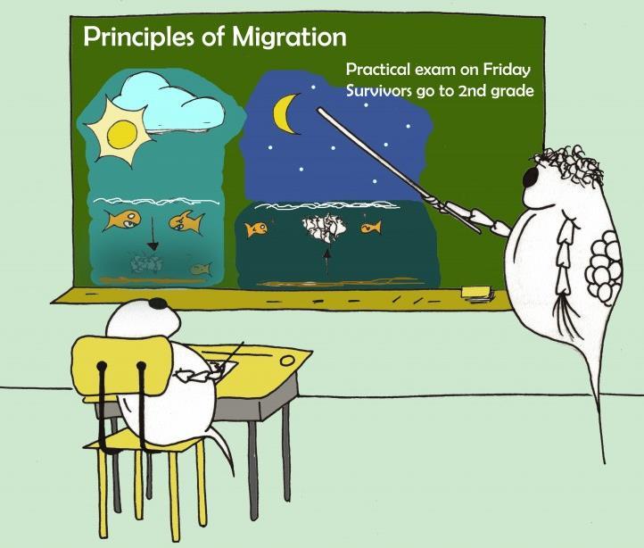 Diel Vertical Migration Ημερήσια Κατακόρυφη