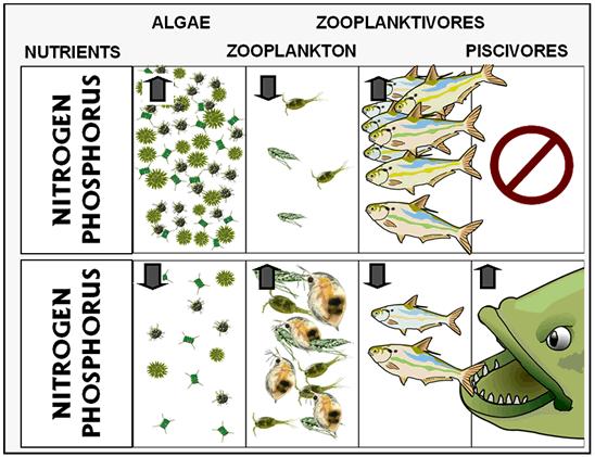 Trophic Cascade Carpenter & Kitchell 1980 Αύξηση αρπακτικών ψαριών Μείωση πλαγκτοφάγων ψαριών Αύξηση μεγαλόσωμου ζωοπλαγκτού Μείωση φυτοπλαγκτικής βιομάζας Trophic cascade