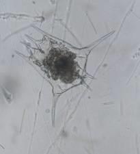 % συμμετοχή Trophic Cascade Top-down control 60 50 40 30