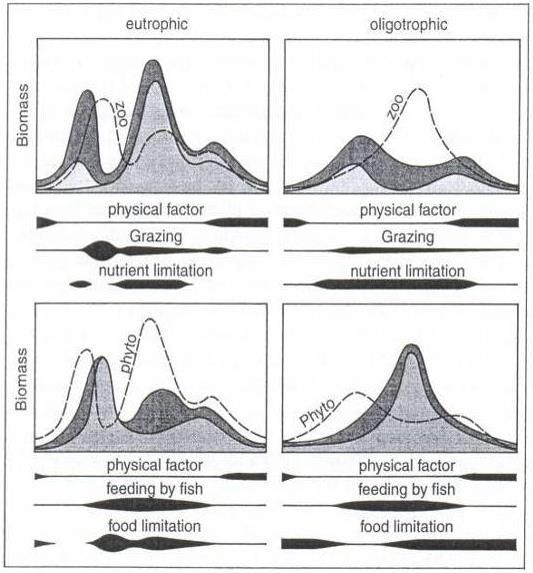 Εποχικότητα PEG - model Sommer et al. 1986 Οι εποχικές διακυμάνσεις του φυτοπλαγκτού (πάνω) & του ζωοπλαγκτού (κάτω) σε μια ιδεατή εύτροφη (αριστερά) & ολιγότροφη (δεξιά) λίμνη.