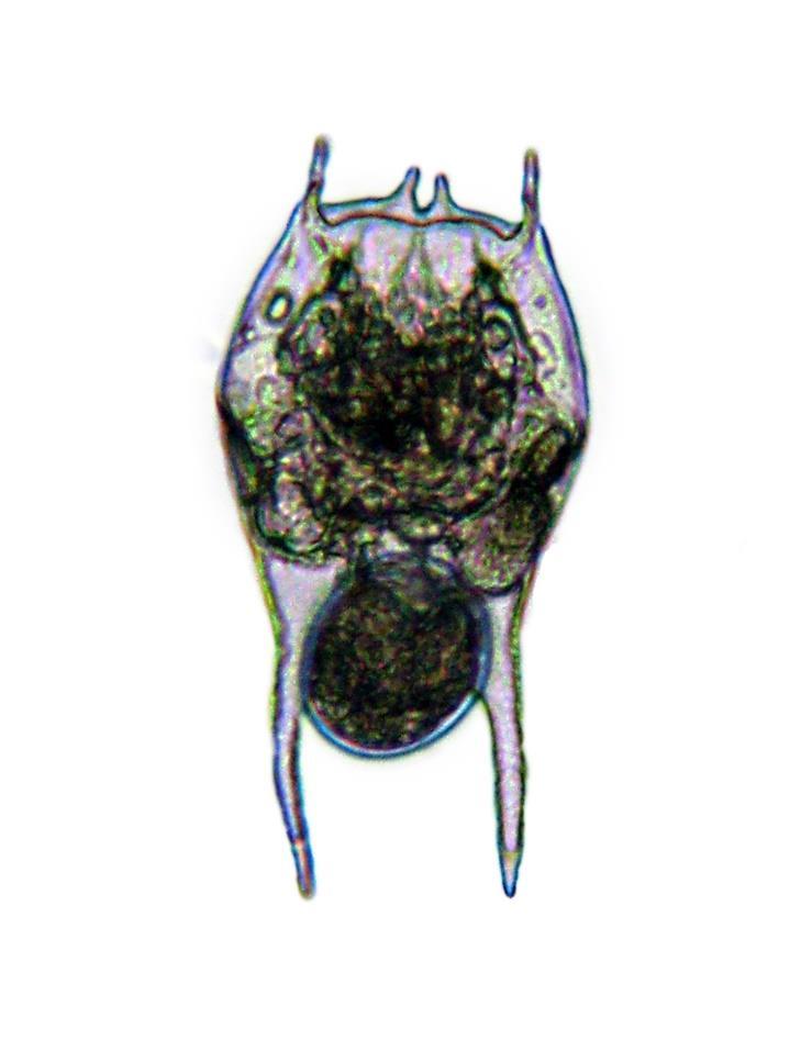Εισαγωγικά Ταξινόμηση Animalia Eumetazoa Bilateria
