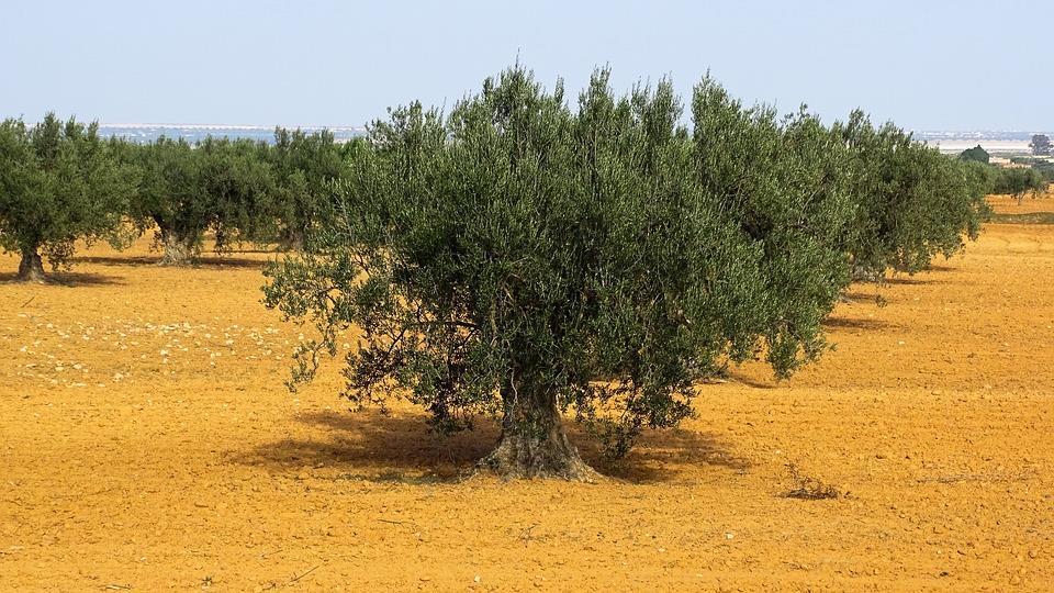 I.1.2. Εχθροί της Αμυγδαλιάς στην Ελλάδα Οι σπουδαιότεροι εχθροί της αμυγδαλιάς στην Ελλάδα είναι (Πίνακας I.1.1.) : Πίνακας I.1.1. Εντομολογικοί Εχθροί της Αμυγδαλιάς στην Ελλάδα Α/Α ΚΟΙΝΗ