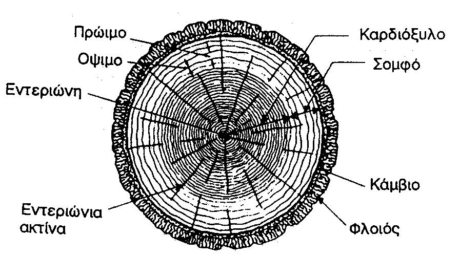 Το ξύλο στην παραδοσιακή ναυπηγική - μια πραγματική εφαρμογή 44 εντεριώνη, διαφέρει ανάλογα με το είδος του δέντρου ως προς τη δομή, το χρώμα και το σχήμα.