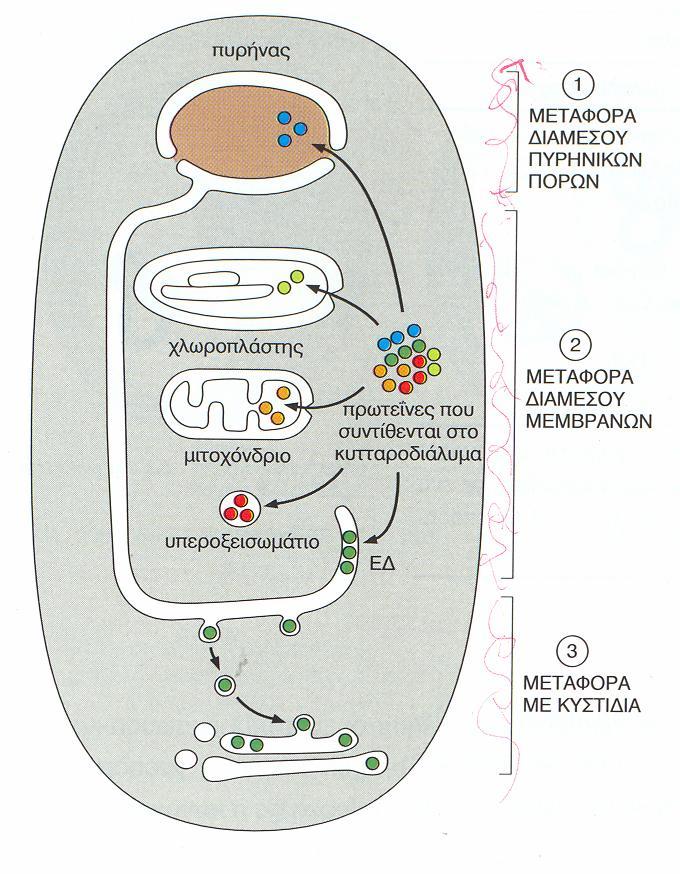 Οι πρωτεΐνες εισάγονται στα οργανίδια με τρεις μηχανισμούς 1.