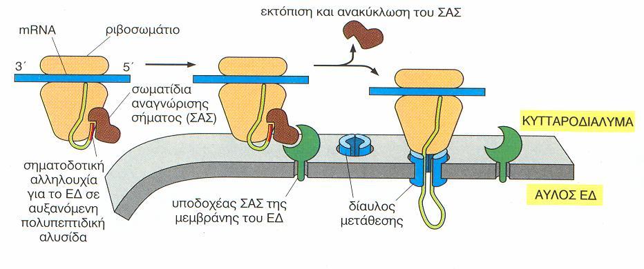 Οι διαλυτές