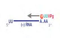 1.2.3. Αντιγραφή του ιικού RNA Εικόνα 1.2.3.1: Ο μηχανισμός αντιγραφής του ιικού RNA. Η αντιγραφή του ιού ξεκινάει κατά την είσοδό του στο κύτταρο ξενιστή.