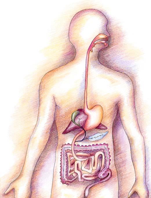 Probiotikų įvairovė Kiekvieno probiotiko savybes reikėtų vertinti atskirai, nes pieno rūgšties bakterijų yra daug rūšių ir jos savo savybėmis skiriasi.