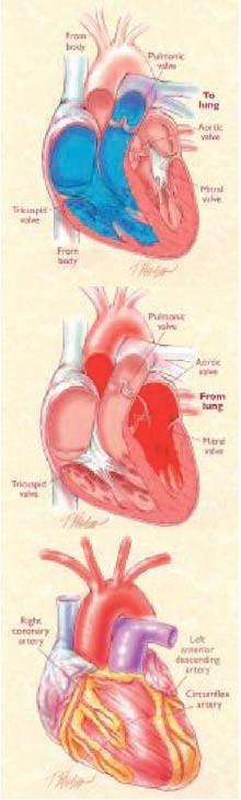 ΚΑΡΔΙΑ ΚΑΙ ΡΥΘΜΙΣΗ ΤΗΣ ΛΕΙΤΟΥΡΓΙΑΣ ΤΗΣ Η καρδιά είναι ένα μυώδες όργανο που αποτελείται από τέσσερεις κοιλότητες και βρίσκεται πίσω και αριστερά από το στέρνο.