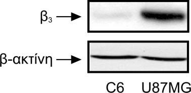 Αποτελέσματα Western με αντίσωμα έναντι των υπομονάδων β 3 ή α ν. Τα κύτταρα U87MG χρησιμοποιήθηκαν ως θετικός μάρτυρας, αφού είναι γνωστό ότι εκφράζουν και τις δύο υπομονάδες (Mikelis et al. 2009)).