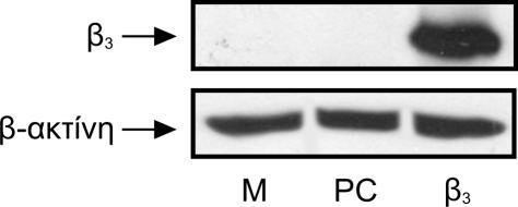 Αποτελέσματα Εικόνα Α4. Μελέτη της υπερέκφρασης της υπομονάδας β 3 στα κύτταρα C6.