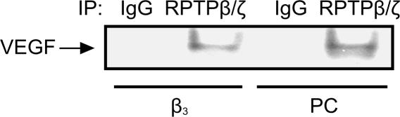 % Αλληλεπίδραση RPTPβ/ζ-VEGF Αποτελέσματα Α Β 100 80 60 40 20 0 P<0.01 PC β 3 Εικόνα Α11.