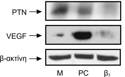 Αντίθετα, όπως φαίνεται στην Εικόνα Α13, η έκφραση και της ΡΤΝ και του VEGF μειώνονται σημαντικά από την έκφραση της ιντεγκρίνης α ν β 3 στα κύτταρα C6.