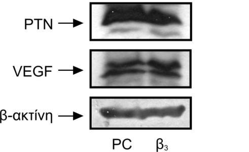 Μελέτη της επίδρασης της έκφρασης της ιντεγκρίνης β 3 στα πρωτεϊνικά επίπεδα των ΡΤΝ και VEGF σε κύτταρα C6 (A) και CHO (Β), τα οποία εκφράζουν (β3) ή δεν εκφράζουν (PC) την