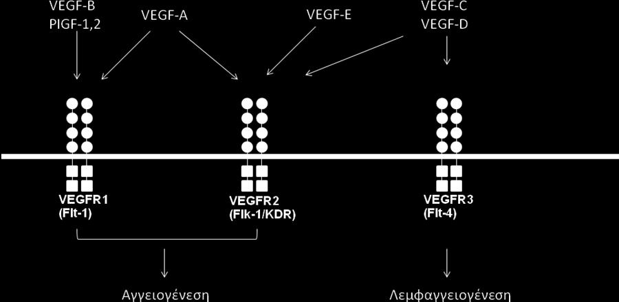 Εισαγωγή Εικόνα 2: Σχηματικό διάγραμμα που απεικονίζει τα μέλη της οικογένειας του VEGF και την ειδικότητα των μελών της οικογένειας του VEGF όσον αφορά στην πρόσδεσή τους στους υποδοχείς (Olsson et