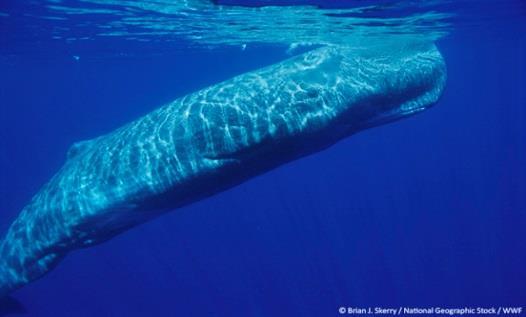 Η Πτεροφάλαινα (Balaenoptera physalus), [Κατάσταση Ανεπαρκώς γνωστή]. Το χρώμα της κυμαίνεται από γκρι ασημί έως σκούρο γκρίζο στη ράχη, ενώ στην κοιλιά είναι λευκό.