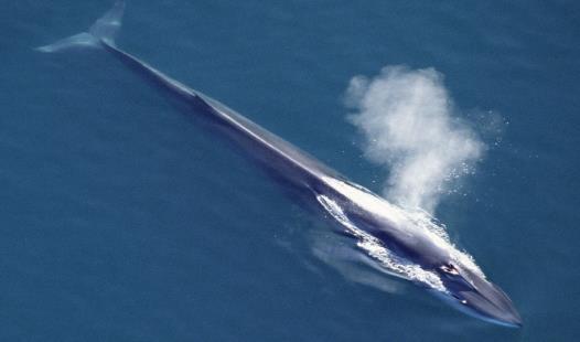 Είναι το γρηγορότερο είδος φάλαινας, με μέγιστη ταχύτητα 37χλμ/ώρα. Η κατάδυσή της διαρκεί 5-15 λεπτά και μπορεί να ξεπεράσει τα 468μ. βάθους. Δεν βγάζει την ουρά της εκτός νερού πριν καταδυθεί.