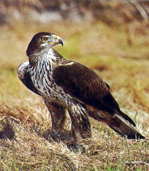 Ο Αρτέμης (Calonectris diomedea) είναι μεταναστευτικό είδος. Έρχεται στη Μεσόγειο το Μάρτιο και φεύγει τον Οκτώβριο για να ξεχειμωνιάσει στον νότιο Ατλαντικό Ωκεανό.
