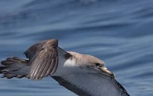 Ο Υδροβάτης (Hydrobates pelagicus) στο μέγεθος χελιδονιού και είναι ένα από τα μικρότερα θαλασσοπούλια. Είναι μοναχικό είδος που πετά πολύ χαμηλά στην επιφάνεια της θάλασσας.