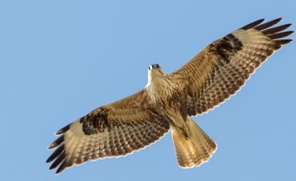 Η Άνδρος φιλοξενεί ικανό αριθμό από Αετογερακίνες (Buteo rufinus), ένα μεγαλόσωμο είδος γερακιού που πολλοί συγχέουν με τον Σπιζαετό.