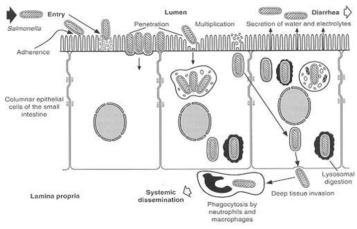 Salmonella Παθογένεια της Salmonella Εισχώρηση της Salmonella στον εντερικό σωλήνα Μετά την εισχώρηση στο επιθήλιο ο οργανισμός πολλαπλασιάζεται ενδοκυτταρικά