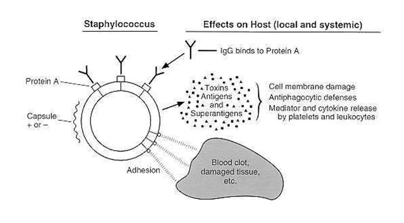 Gram-θετικοί κόκκοι Staphylococcus Μολυσματικοί παράγοντες του Staphylococcus aureus Οι μολυσματικοί παράγοντες του S.
