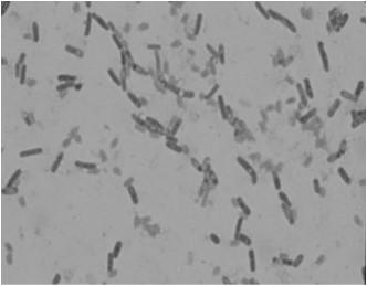 Σποριογόνοι Gram-θετικοί βάκιλλοι και κόκκοι Γένη Amphibacillus Bacillus Clostridium Desulfotomaculum (dissimilatory sulfate reducer) Oscillospira Sporolactobacillus Sporosarcina