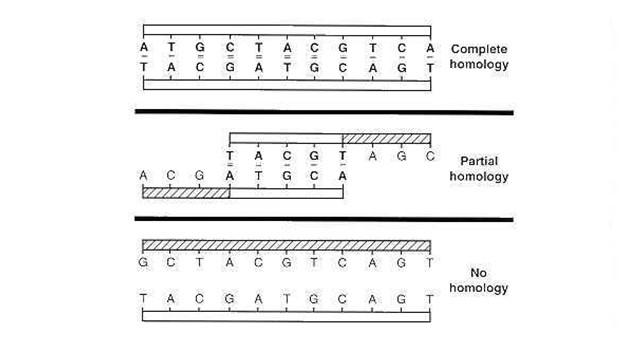 Μέθοδοι Ταξινόμησης Φυλογενετική Προσέγγιση Βασίζεται στη σύγκριση του DNA ενός άγνωστου στελέχους με κάποιο γνωστό με τη μέθοδο που ονομάζεται υβριδισμός νουκλεϊκών οξέων ή DNA.