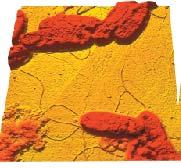 Nanobiotexnologiya XXI əsrin