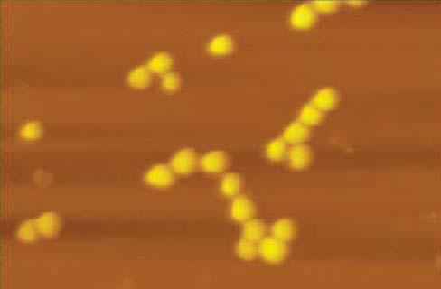 Straphylococcus