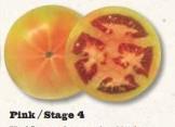 com/when-to-pick-tomatoes.