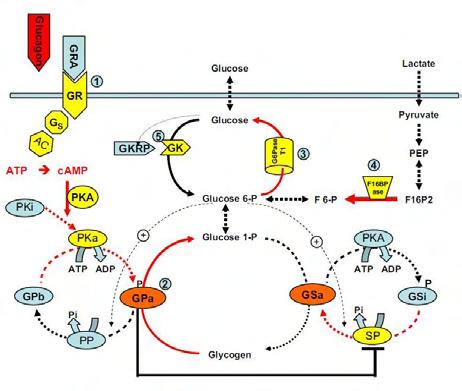B) 3D δομή της PhK-γ-trnc σε σύμπλοκο με το ATP (πράσινο) και δύο Mg 2+ (γκρι) (PDB-ID: 1PHK,[5]).