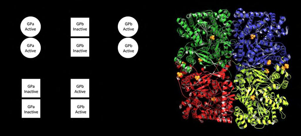 PDB-ID: 4MRA; Leonidas D.D., et al.