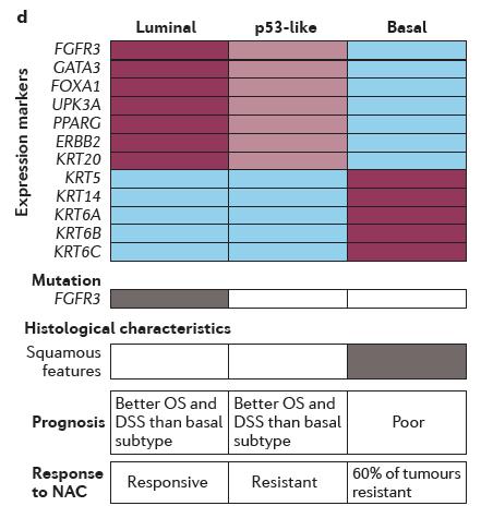 συσχέτιση με κακή πρόγνωση Luminal-like (KRT20, UPK3, FGFR3
