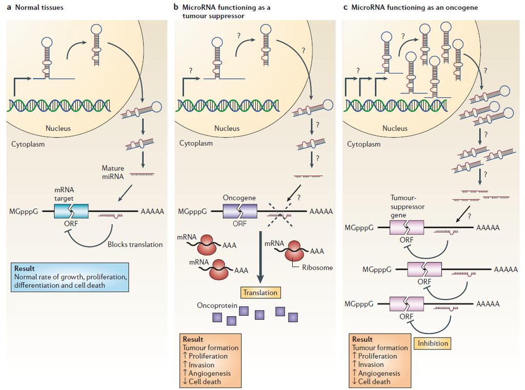 mirnas και καρκίνος της κύστεως Τα micrornas (mirnas) είναι μικρά (~22 nt) μη-κωδικά RNA μόρια Ρυθμίζουν τα επίπεδα έκφρασης των γονιδίων: α.