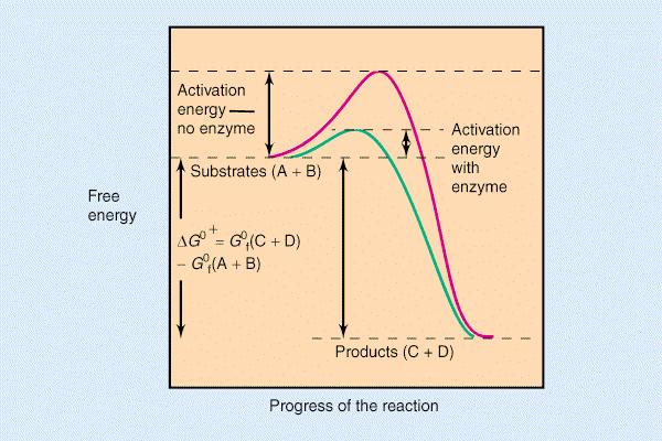Katalizatorji in encimi Aktivacijsko energijo znižamo z dodatkom katalizatorjev, ki jih imenujemo encimi.