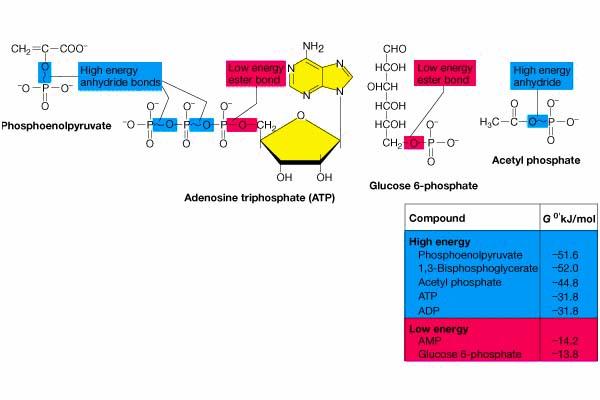 Adenozin trifosfat: ribonukleozid adenozin + 3 fosfatne molekule Dve vezi sta visoko energetski anhidridni vezi Po