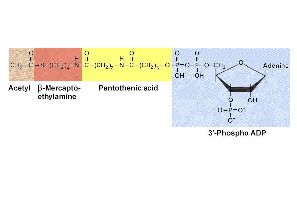 Koencime A C-S vez Poleg fosfatnih spojin s fosfoestersko vezjo so visoko energijske tudi tioesterske vezi, značilne za koencim A (CoA) in derivate.