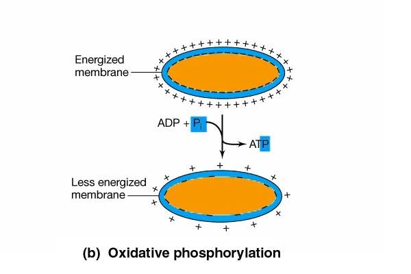 Shranjevanje energije pri respiraciji ATP nastaja v kemijski reakciji - oksidativni fosforilaciji, v katerem je elektronski akceptor molekula