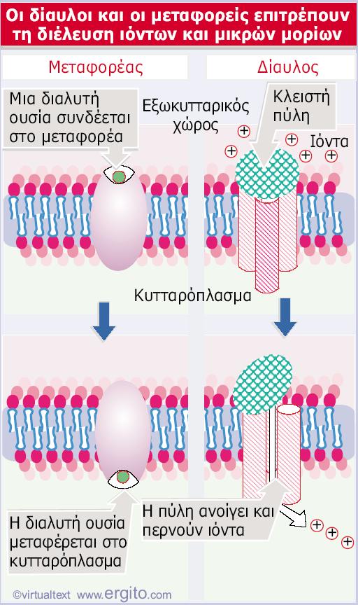 Ηλεκτροχημική διαβάθμιση Συγκέντρωσης Ηλεκτρική Πρωτεΐνες μεταφορείς Μονομεταφορείς Αντιμεταφορείς (αντλία Να + /Κ + )