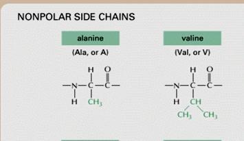 glycine alanine Μη πολικά (υδρόφοβα) Gly Ala G A valine leucine isoleucine
