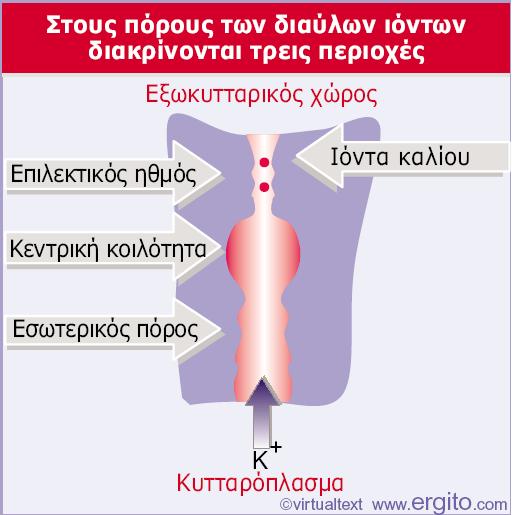 Εικόνα 28.8 Ο πόρος ενός διαύλου καλίου αποτελείται από τρεις περιοχές.