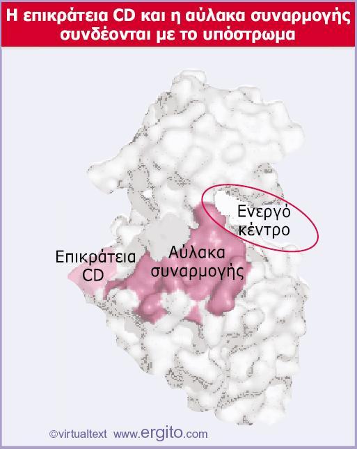 Genes VIII - Ακαδημαϊκές Εκδόσεις 2004 Εικόνα 28.