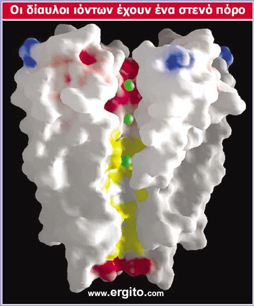 Genes VIII - Ακαδημαϊκές Εκδόσεις 2004 Εικόνα 28.9 Μοντέλο ενός διαύλου καλίου.