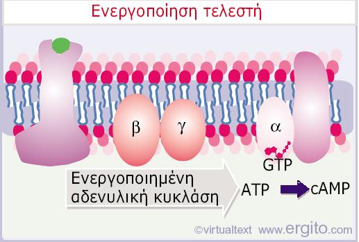 υποδοχέα προκαλεί την αποσυγκρότησή της.